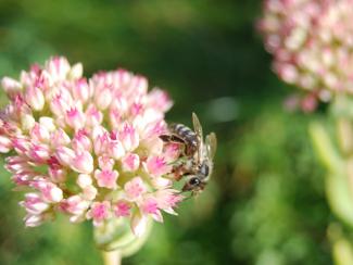 Bee on Sedum 